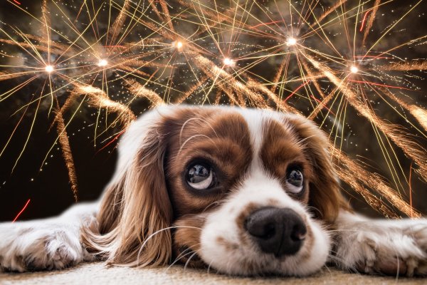 Für die meisten Haustiere ist die jährliche Böllerei an Silvester Quälerei. Das hat sich auch wieder in den für den Kreis Lippe zuständigen Tierheimen gezeigt. - © Pixabay/Oliver Wendtland