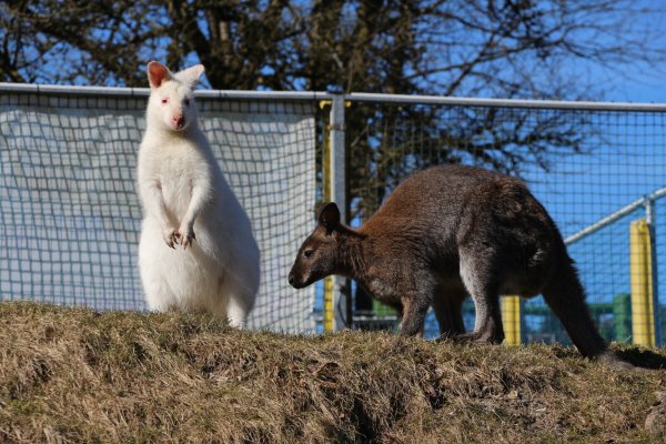 Schneeflocke (links) ist neues Mitglied der Känguru-Gruppe im Vogelpark Heiligenkirchen. - © Janet König