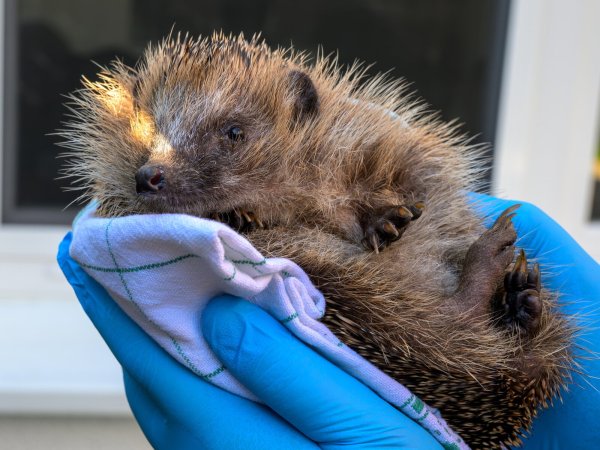 Der junge Igel, mit dem Kinder Fußball gespielt haben, ist auf dem Weg der Besserung. Tanja und Mark Groundwater haben das Tier aufgenommen und päppeln es auf. - © Mark Groundwater