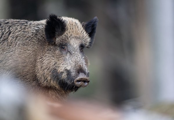Wildschwein - © Foto: Lino Mirgeler/dpa