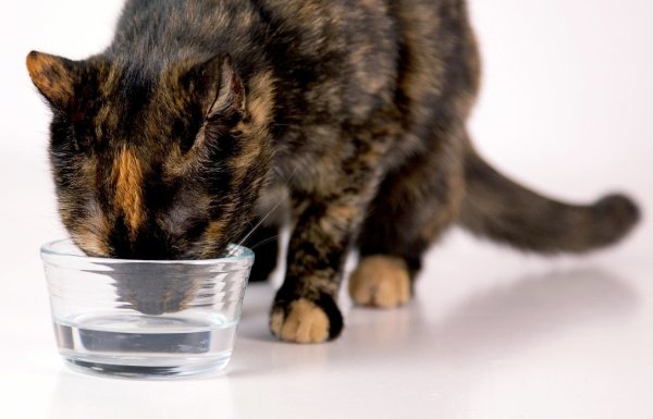 Eine Katze trinkt Wasser - © Foto: Kai Remmers/dpa-tmn