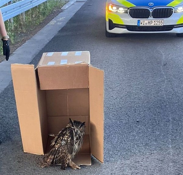 Eine Streife der Autobahnpolizei Darmstadt rettete den verletzten Vogel. (Foto Handout) - © ---/Polizeipräsidium Südhessen/dpa