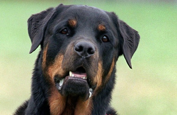 Rottweiler - © Foto: Bernd Thissen/dpa