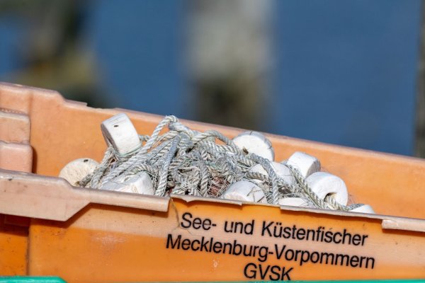Heringe dürfen in der westlichen Ostsee unter bestimmten Bedingungen weiter gefangen werden. - © Stefan Sauer/dpa