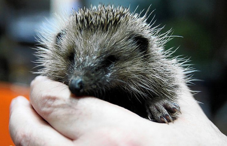 Noch nicht einmal 300 Gramm bringt dieser stachelige Geselle auf die Waage. Viel zu wenig für den Winterschlaf. Eigentlich müsste dieser Jung-Igel jetzt mehr als das Doppelte wiegen, weiß Ralf Biermann, der selbst nicht abgelichtet werden möchte. - © FOTO: NICOLE BLIESENER