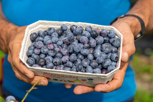 Die Ernte von Heidelbeeren war im Jahr 2024 in Nordrhein-Westfalen rückläufig. (Archivbild) - © Arnulf Stoffel/dpa