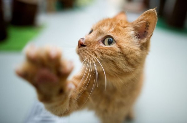 Beißen, kratzen, putzen: Wer eine Verhaltensauffälligkeit bei seiner Katze bemerkt, sollte der Ursache auf den Grund gehen. - © Julian Stratenschulte/dpa/dpa-tmn