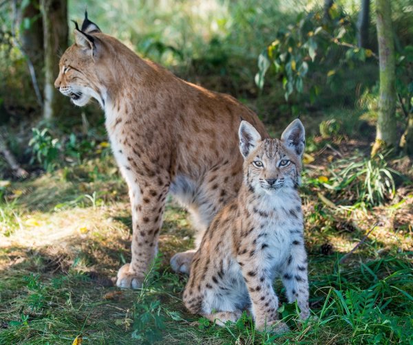 Nachwuchs bei Familie Luchs - © Foto: Patrick Pleul/dpa