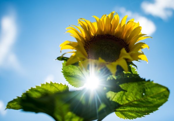 Sonnenblume - © Foto: Patrick Pleul