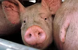 Mehrere Tiere 

verenden im Feuer - &copy; STEMWEDE