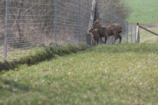 Das Sikawild ist in Schwelentrup angekommen. - © Scherzer