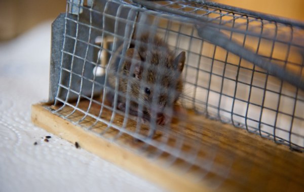 Maus in der Falle - © Foto: Inga Kjer
