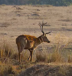 Rucervus duvacelli - &copy; Foto: Gerardo Ceballo/dpa