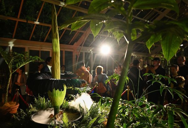 Tausende Menschen strömten in den Botanischen Garten - denn die Blütezeit dauert nicht lange. - © Steven Saphore/AAP/dpa