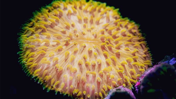 Die Korallenart Cycloseris cyclolites - © Dr Brett Lewis/dpa