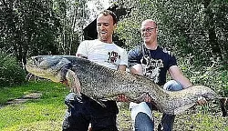 B&uuml;nder f&auml;ngt

Riesen-Wels - &copy; Spenge