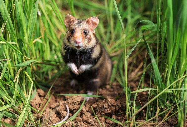 Ein Feldhamster sitzt auf einem Feld im Gras. - © Oliver Berg/dpa