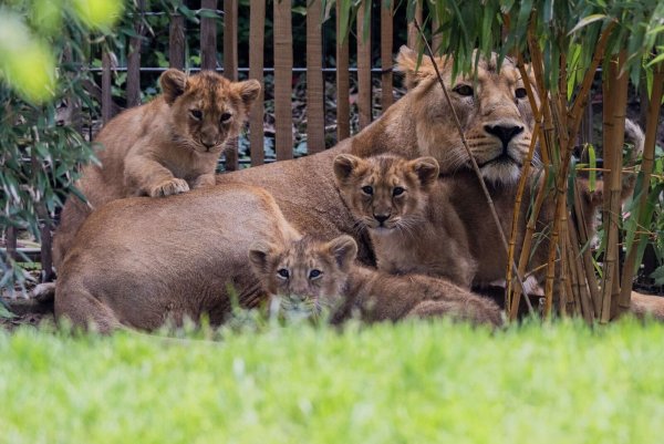 Die drei Ende Januar im Zoo geborenen Asiatischen Löwen Jungen (Zwei Kater, eine Katze) dürfen erstmals mit ihrer Mutter «Gina» auf die Außenanlage des Kölner Zoos. - © Rolf Vennenbernd/dpa