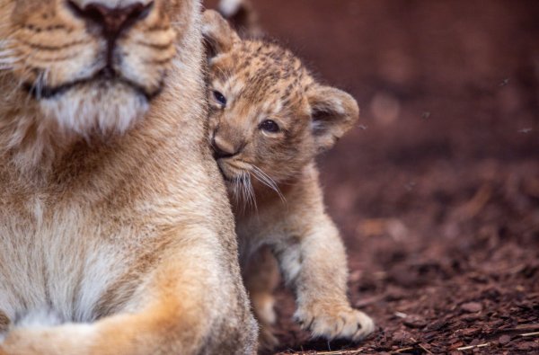 Der fast acht Wochen alte kleine Löwe aus dem Schweriner Zoo hat nun einen Namen. Er heißt Santosh. (Archivbild) - © Jens Büttner/dpa