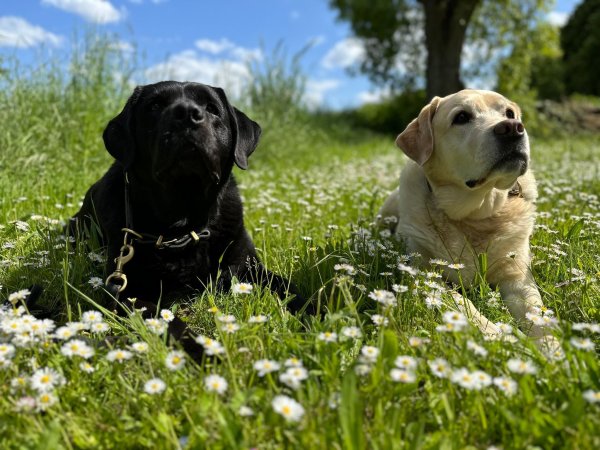 Sind zwei besser als einer? Mehr Hunde bedeuten mehr Freude, aber auch mehr Aufwand. - © Katja Sponholz/dpa-tmn