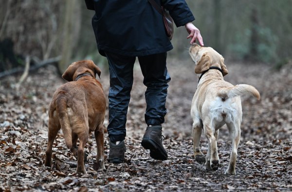 Zwei Hunde aus einem Wurf gleichzeitig großziehen? Das kann selbst für erfahrene Hundehalter zur Herausforderung werden. - © Arne Dedert/dpa/dpa-tmn