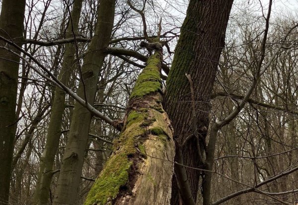 Man erkennt ihn kaum - aber in acht Metern Höhe sitzt ein Mischling auf dem Baum fest und wartet auf Hilfe der Feuerwehr. - © Feuerwehr Bad Salzuflen/dpa