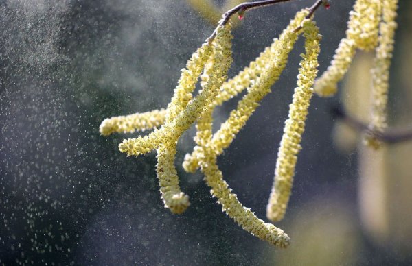Hatschi! Der milde Winter macht den Pollen-Allergikern schon jetzt zu schaffen. - © Wolfgang Kumm/dpa/dpa-tmn