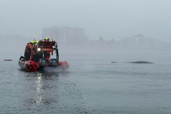 Seenotretter vor der polnischen Ostseeküste nähern sich einem Buckelwal, der sich in einem Fischernetz verfangen hat. - © Maritime Search and Rescue Service/AP/dpa