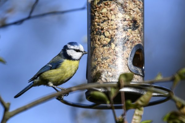 Vogel im Garten - © Foto: Kirsten Neumann/dpa-tmn
