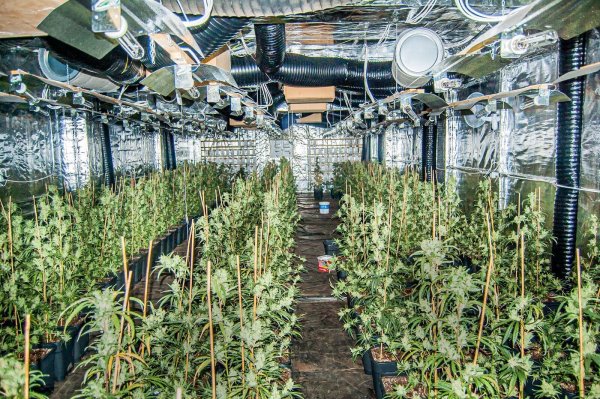 Diese Cannabis-Plantage entdeckte die Polizei im sauerländischen Meinerzhagen (Archivfoto) - © Kreispolizeibehörde Märkischer Kreis/dpa