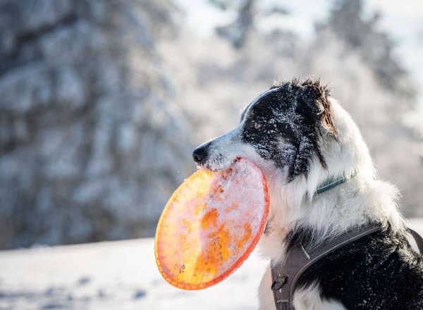 Toben im Schnee: Landen Eisklumpen im Magen, kann das für den Hund unangenehm werden. - © Frank Rumpenhorst/dpa/Frank Rumpenhorst/dpa