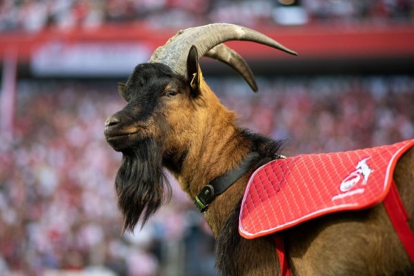 Geißbock Hennes IX. ist bereits in neunter Generation beim FC Köln. - © Marius Becker/dpa