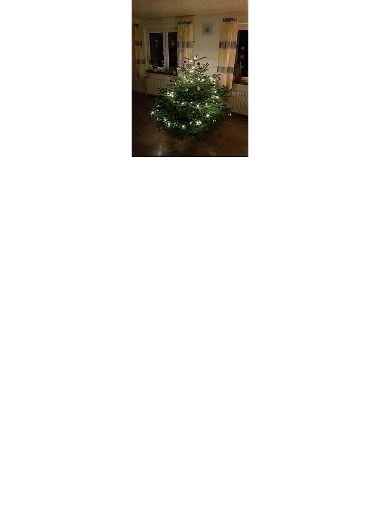 Weihnachtsbäume in Lippe
