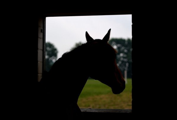 Pferd - © Foto: Daniel Bockwoldt