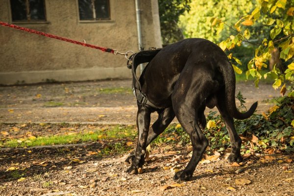 Tierhalterhaftpflicht: Wenn der Hund Schäden verursacht, ist eine eigene Versicherung für Hundehalter oft unerlässlich, um für entstandene Schäden aufzukommen. - © Christin Klose/dpa-tmn/dpa