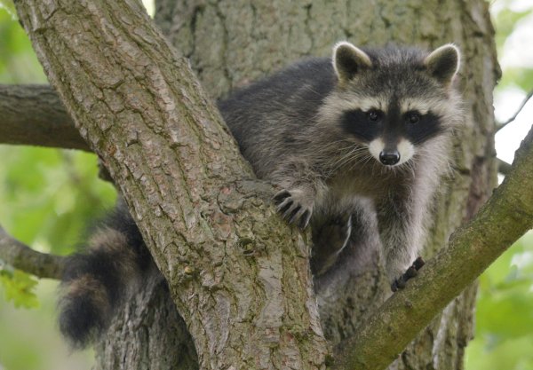 Ein Waschbär-Junges sitzt im Wildtierpark Edersee in einem Baum. - © Uwe Zucchi/dpa
