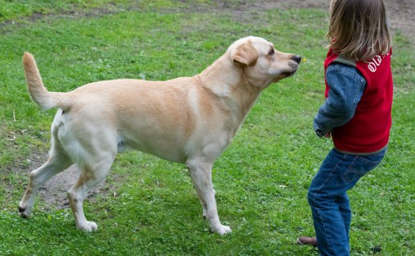 Kind spielt mit Hund - © Foto: Patrick Pleul/dpa-Zentralbild/dpa
