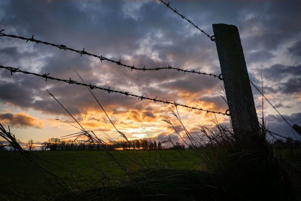 Ein Pferd wurde mit einem Messer attackiert - © Symbolfoto: Pixabay
