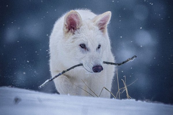 Das undatierte Foto zeigt einen jungen Wolf, der genetisch so verändert wurde, dass er Ähnlichkeiten mit dem ausgestorbenen Schattenwolf aufweist. - © Uncredited/Colossal Biosciences/AP/dpa