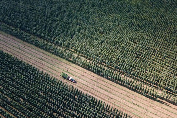 Von einigen Sorten wird zu viel Hopfen angebaut. (Archivbild) - © Sebastian Kahnert/dpa