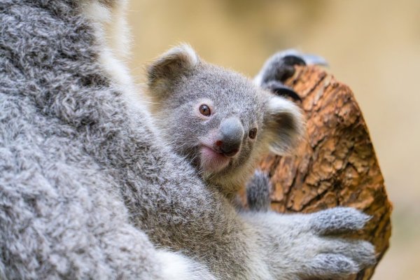 Der Duisburger Zoo ist bekannt für seine Koala-Haltung. - © Mathias Appel/Zoo Duisburg/dpa