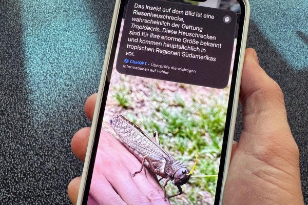 Schicke Schrecke, aber welche ist es genau? Apples Visual Intelligence kann mit Hilfe von ChatGPT auch solche Rätsel lösen. - © Till Simon Nagel/dpa-tmn