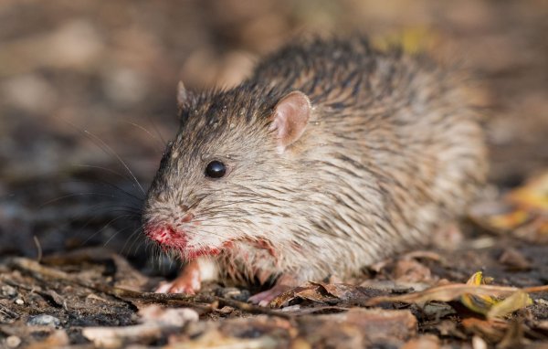 Ratte - © Foto: Julian Stratenschulte/dpa