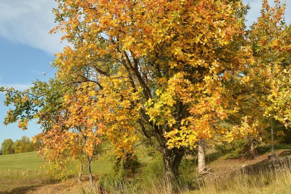 Eine Echte Mehlbeere auf einer Wiese am Fuß der Schwäbischen Alb. - © Jürgen Blümle/Baum des Jahres - Dr. Silvius Wordarz Stiftung/dpa