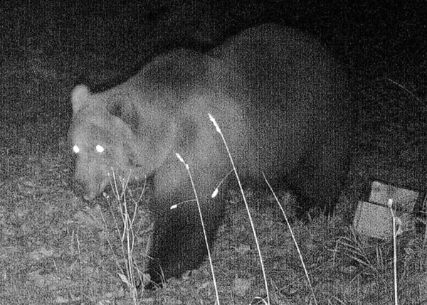 Wildtierkamera - © Foto: -/Bayerisches Landesamt für Umwelt/dpa