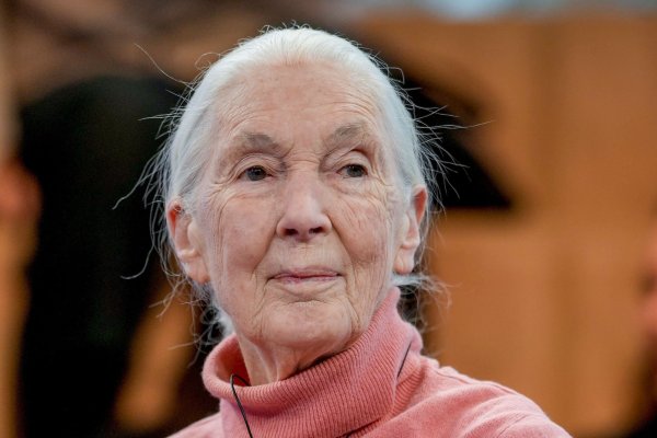 Primatenforscherin und Anthropologin Jane Goodall feiert ihren 90. Geburtstag. - © Markus Schreiber/AP/dpa