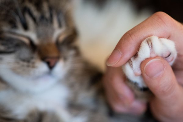 Alten und kranken Katzen kann man mit einer speziellen Schere die Krallen schonend kürzen. - © Franziska Gabbert/dpa-tmn/dpa