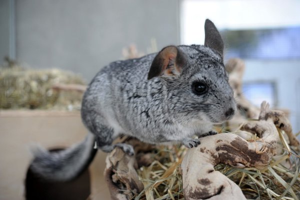 Chinchilla - © Foto: Emily Wabitsch