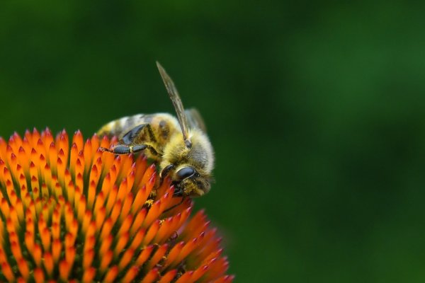Biene auf einer Blüte - © Foto: Andrea Warnecke
