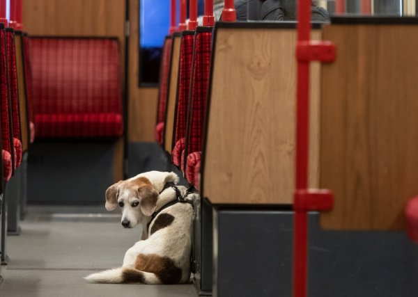 Hund in der U-Bahn - © Foto: Bernd Thissen/dpa